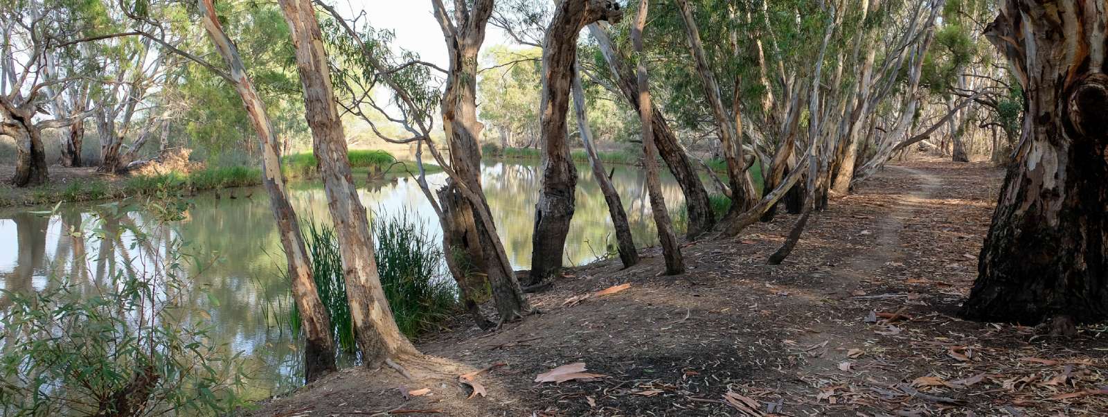 Loddon River lined with tall eucalyptus trees and native vegetation